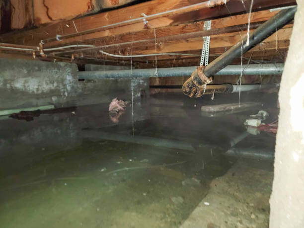 Best Mold removal after water damage  in North Potomac, MD